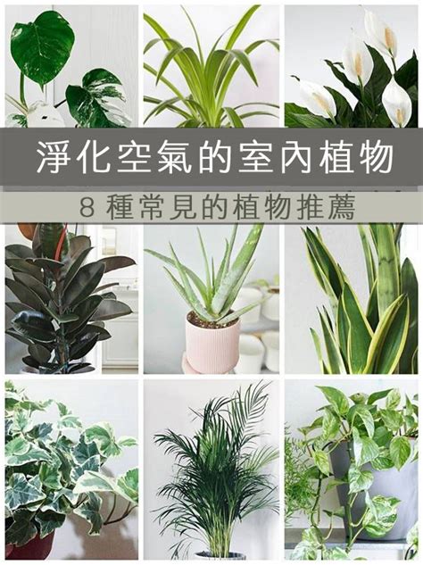 房間放植物|什麼植物可以放房間？淨化空氣必備的 7 大室內植物推薦